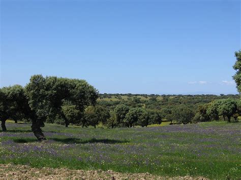 Clima de Extremadura   Wikipedia, la enciclopedia libre