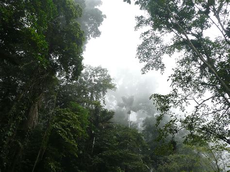 Clima tropical   Wikipedia, la enciclopedia libre