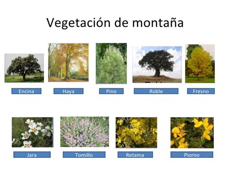 Clima, vegetación y fauna.