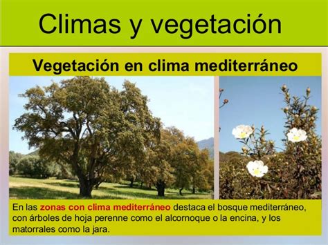 Clima y vegetación