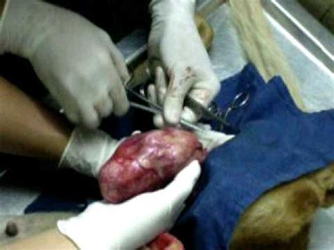 Clínica Veterinaria del Sur Fusagasugá, Cirugía Tumor testicular en ...