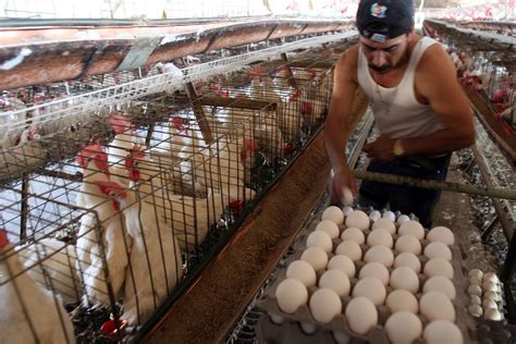 Clip: Ni en producción de huevo es México autosuficiente