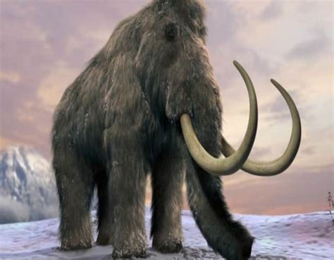 Clonación de mamuts,  reviven  sus células congeladas