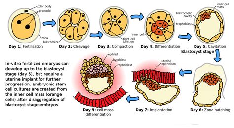 Cloning and Stem Cells | Biology 1510 Biological Principles
