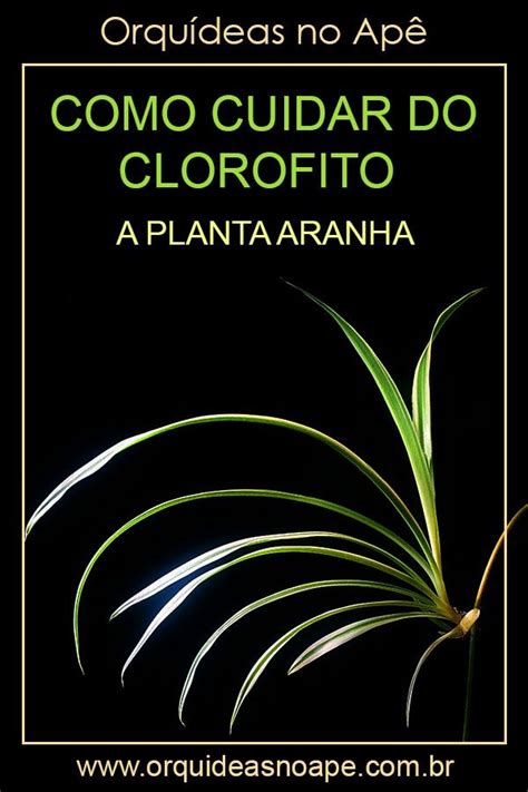 Clorofito, a Planta Aranha   Chlorophytum comosum ...