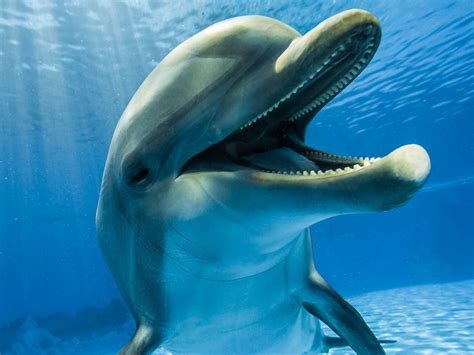 Close up de un delfin nariz de botella, también conocido ...