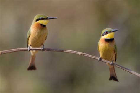 Closeup foto de dos pájaros abejarucos en una rama | Foto ...