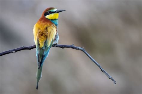 Closeup foto de un hermoso pájaro abejaruco posado en una ...