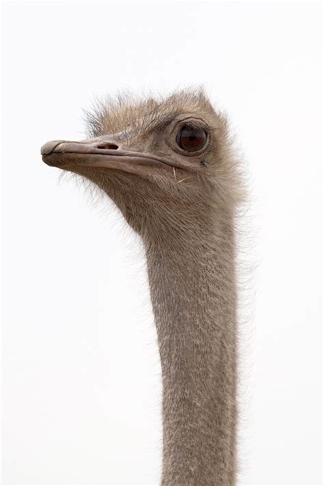 Closeup of Female Ostrich | Female Ostrich was ...