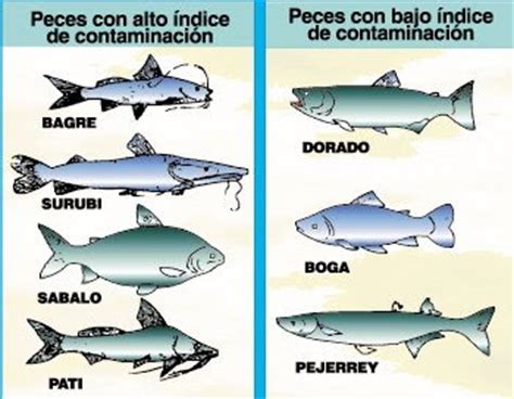 Club de pesca  la ceña  de Alameda: LOS PECES SEGUN LA ...