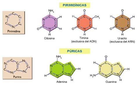 CMI Biología 2º Bachillerato: T 6 Los ácidos nucleicos  contenidos