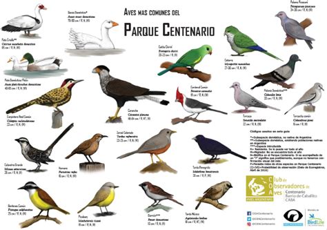 CoaRECS   Club de Observadores de Aves de la Reserva ...