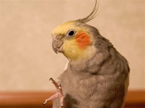 Cockatiel | Feisty Feathers