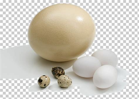 Codorniz gallina codorniz pato común, huevo de avestruz ...