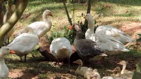 Coisas da roça, Criação de gansos, Aves domésticas,   YouTube