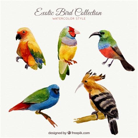 Colección de pájaros exóticos en estilo acuarela | Vector ...