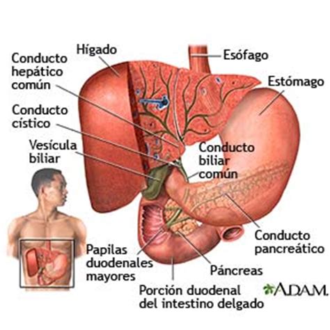 Colecistitis Care Guide Information En Espanol