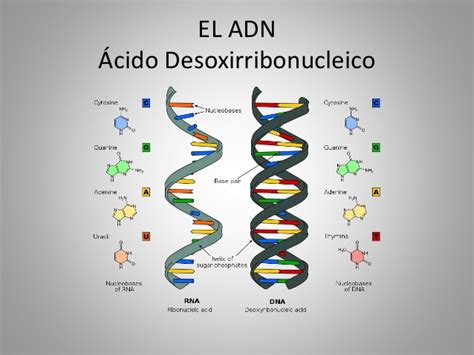 Colectivo04904: ¿Que Es El ADN?