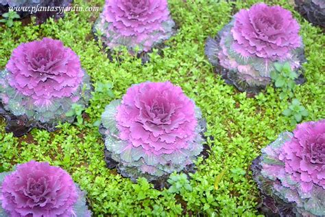coles ornamentales Brassica oleracea en invierno | Plantas ...