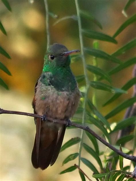 Colibrí berilo  Aves de Xochimilco  · iNaturalist
