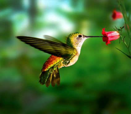 colibrì | Hummingbird pictures, Pretty birds, Pet birds