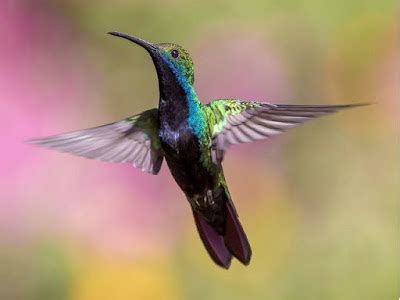 Colibrí: Tipos y características de la única ave capaz de volar hacia ...