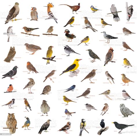 Collage Of The Wild Birds With Names Stock Photo ...