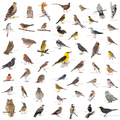Collage Of The Wild Birds With Names Stock Photo ...