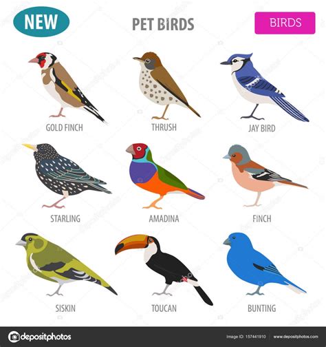 Collection d’oiseaux de compagnie, de jeu d’icônes de ...