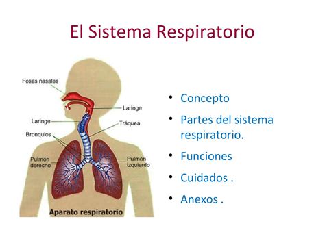 Collection of Del Sistema Respiratorio | Debajo Del Arco Iris Los ...