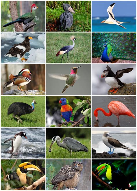 Collection of different birds : Colors, Beauty , Cuteness ...