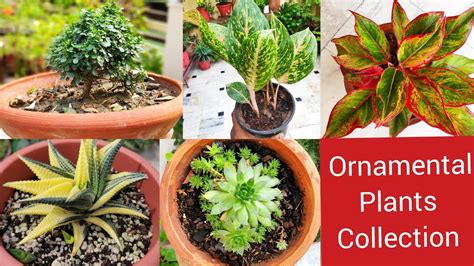 Collection of my ornamental indoor plants with names, May month shade ...