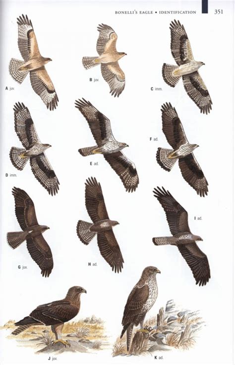 Collins Birds of Prey | NHBS Field Guides & Natural History