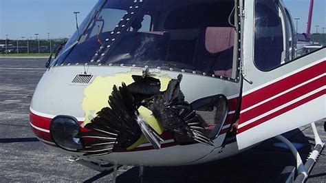 Collisions between birds and airplanes are going to get ...