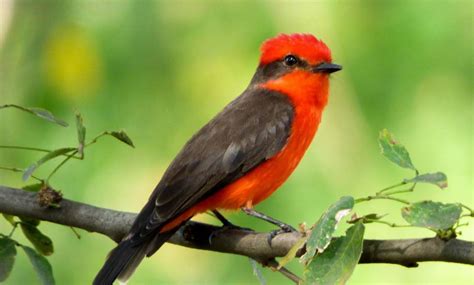 Colombia: 150 especies de aves vuelan por las 22 comunas ...