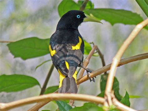 Colombia nuevamente campeona mundial en avistamiento de aves