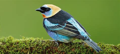 Colombia: Volando alto en biodiversidad de aves