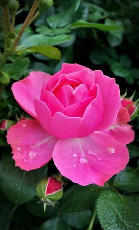 Color fucsia | Rosas bonitas, Flores bonitas, Rosas hermosas naturales