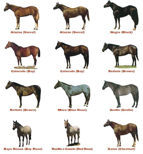 Colores y marcas en los caballos   | Caballos | Pinterest | Horse and ...