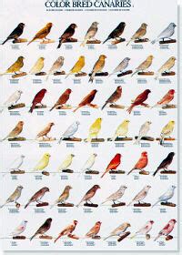 Colores y tipos de canarios II    Color bred canaries II ...