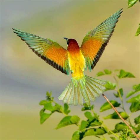 Colorful Bird Flying | Aves | Pinterest | Colorful birds ...