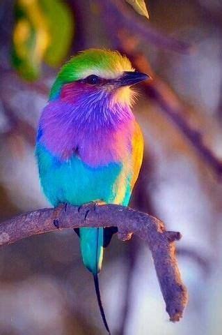 Colorful Bird Pictures, Photos, and Images for Facebook ...