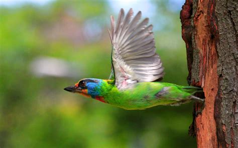 Colorful Birds Flying – WeNeedFun