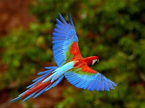 Colorful Birds Flying | WeNeedFun
