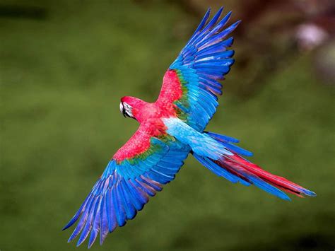 Colorful Birds Macaws Long Tailed Parrots Widespread Wings ...