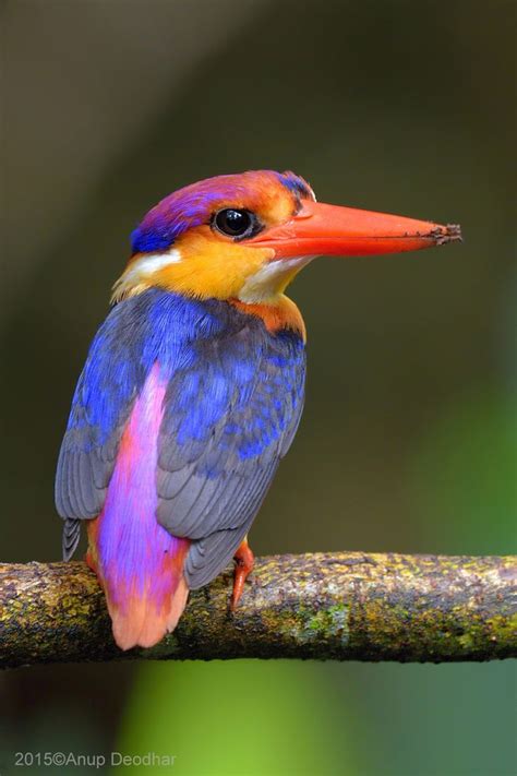Colorful birds   Oriental Dwarf Kingfisher from India ...