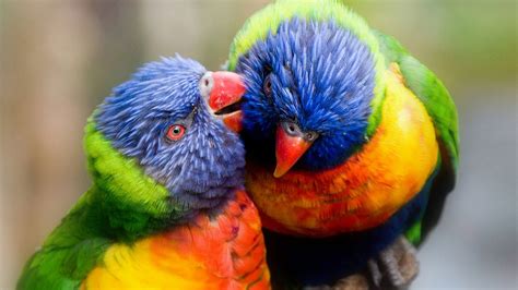 Colorful Birds Parrots Hd Wallpaper : Wallpapers13.com