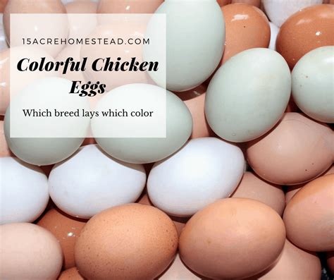 Colorful Chicken Eggs: Which Breeds Lay What Color   15 Acre Homestead