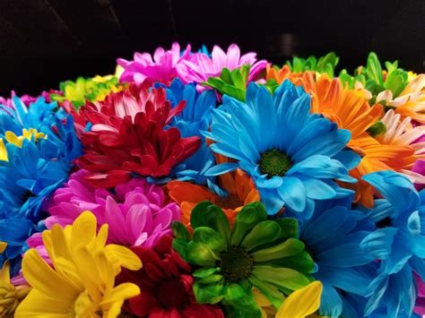 Colorful Flowers Free Stock Photo   Public Domain Pictures