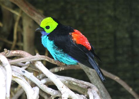 Colorful Passeriformes   DesiComments.com